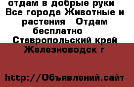 отдам в добрые руки - Все города Животные и растения » Отдам бесплатно   . Ставропольский край,Железноводск г.